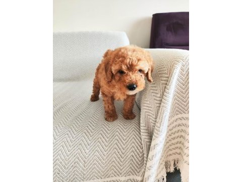 2 aylık poodle