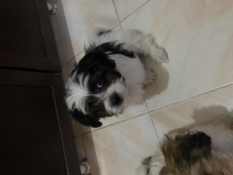 Tombik bambik yeni yuva arayışında dişi 8 aylık shih tzu