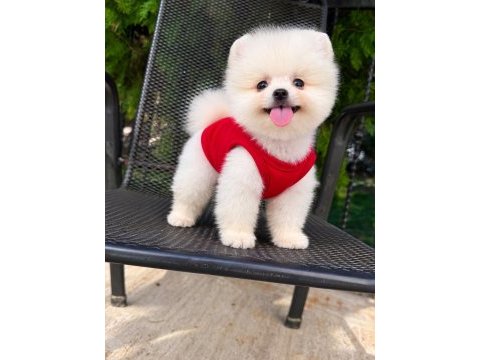 Orjinal pomeranian boo