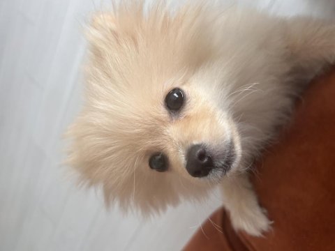 6 aylık dişi pomeranian