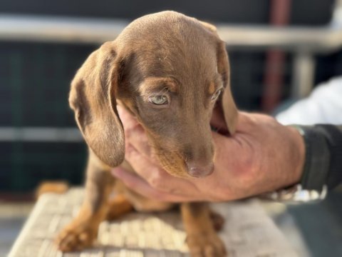 Petmose köpek çiftliğinde ziyarete açık dachshund