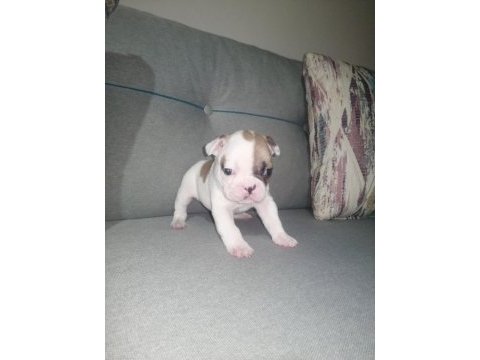French bulldog