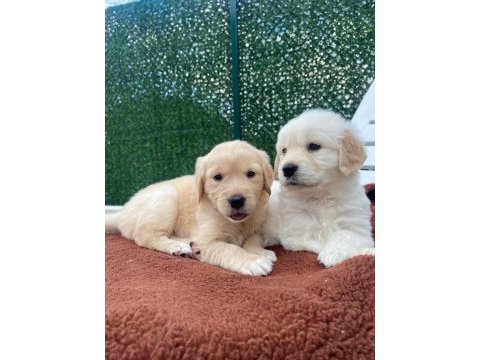 Dişi golden retriever bebekler