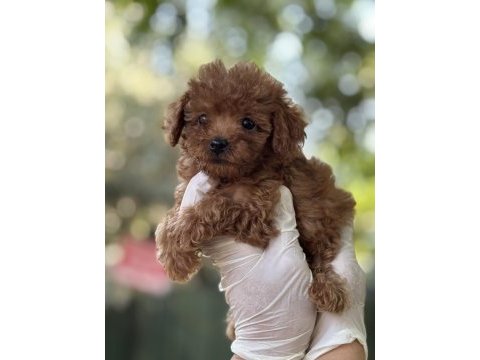 Yeni ailesini arayan tatlı poodle