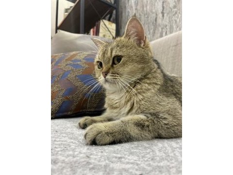 Güzel british shorthair kızımıza onayladığımız bir yuva