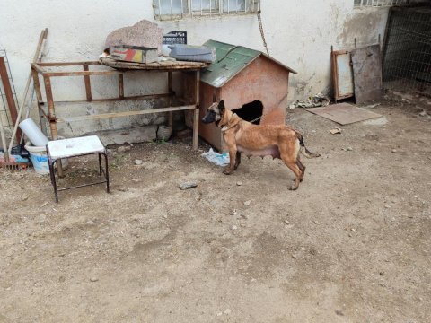 6 mart doğumlu belçika malinois yavrular