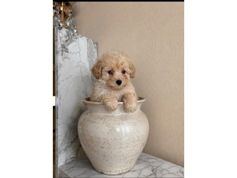 Muhteşem poodle minikler