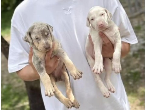 Türkiyede ilk ve tek özel renk doberman yavrular