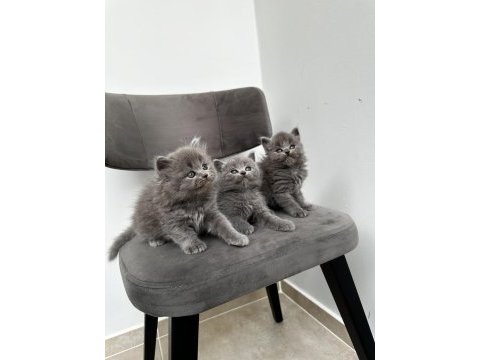 3 adet gri british shorthair yavrular
