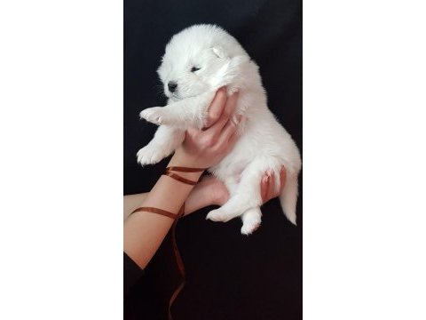 Karbeyez samoyed yavrularımız