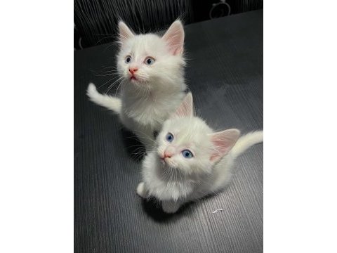 50 günlük beyaz mavi gözlü scottish straight bebekleri