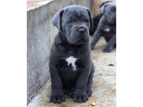 Her şeyi tam cane corso yavrular