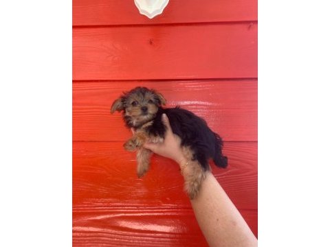 Kaliteli yorkshire terrier yavruları