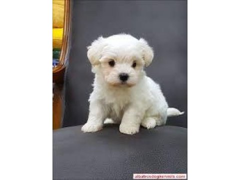 Maltese terrier sıfır no xs neşeli patiler