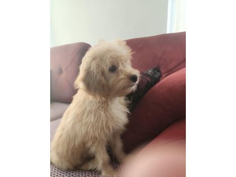 Tatlı bir kız köpeğimiz