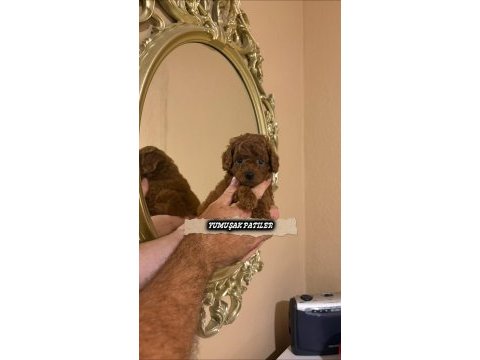 Red toy poodle
