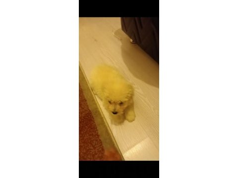 Ücretsiz maltese terrier