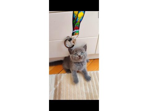 Gri- lilac erkek - dişi yavrular ;))