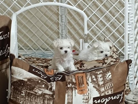 Kore maltese bebekler