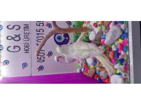 30. 35 gün arası muhabbet kuşu bebek yavrular