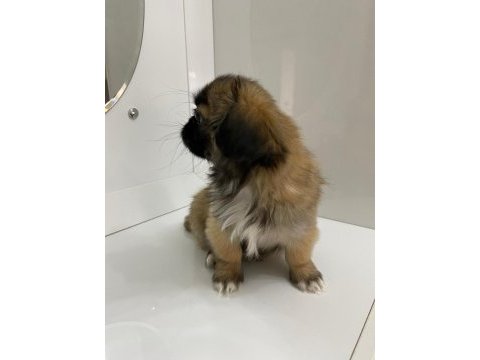 2.5 aylık pekinez