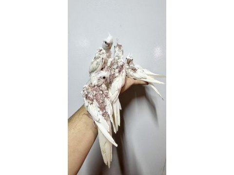 Albino ve wf pearl sultan papağanı yavruları