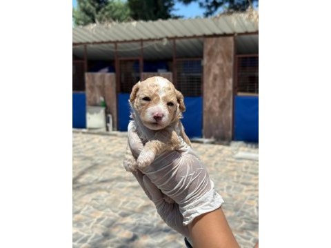 Sevimli maltipoo yavrularımız sizi bekliyor