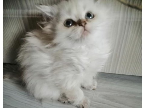 Pamuk bebek kedimiz