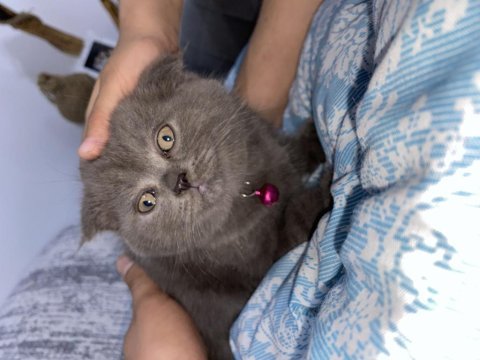 British shorthair kedi