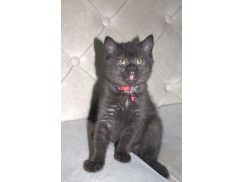 3 adet çok tatlı 2 aylık bebek kediler