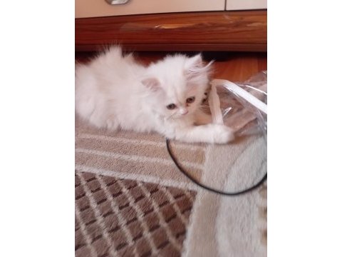 Yarı british yarı persian