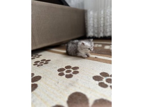 Aciliyetten dolayı ilanda british shorthair