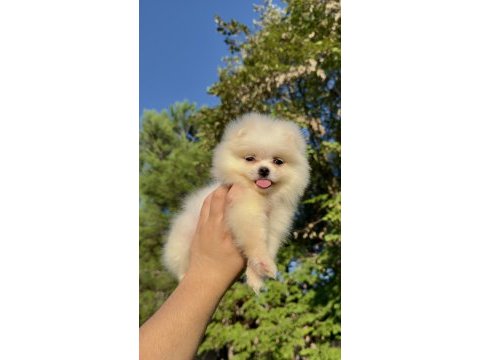 Saf kan pomerinian boo yavrumuz yeni yuvasına hazır
