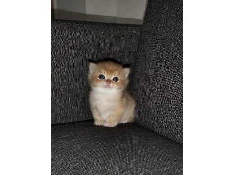 Rezerveye açık british shorthair yavrular