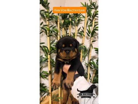 A şecereli rottweiler grand türkiye şampiyonunun yavruları