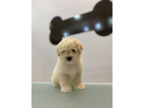 Maltipoo yavru