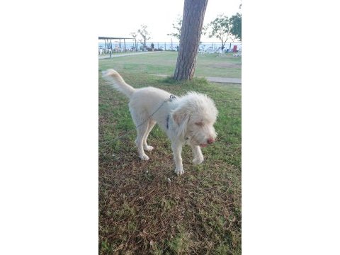 3 numara terrier ücretsiz sahiplendirme