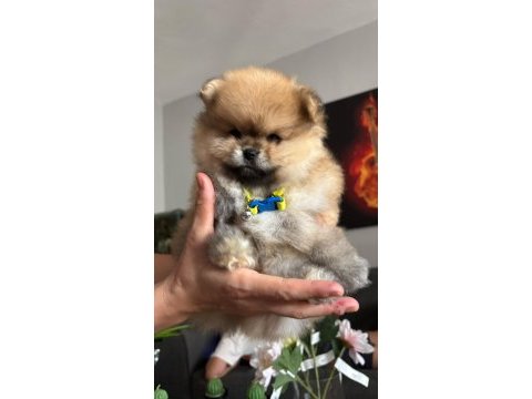 Pomeranian boo erkek köpeğimiz