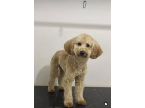 Orjinal toy poodle