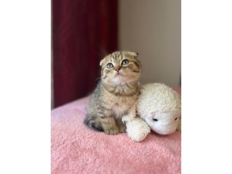 Beyaz ve golden eğik kulaklı tatlı scottish fold yavrularım