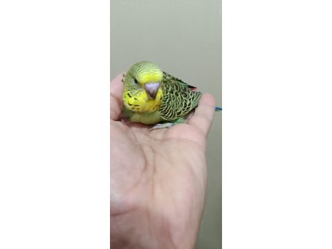 Jumbo muhabbet kuşu bebekler