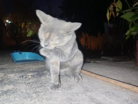 Calico yavru kedimiz