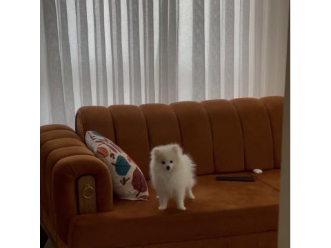 Pamuk prenses 5 aylık pomeranian