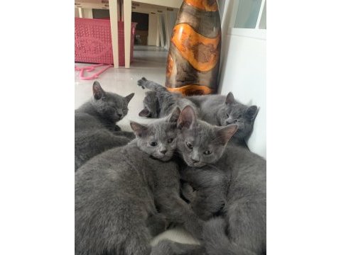British shorthair yavru kediler