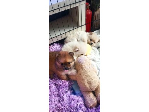 Tea cup pomeranian son yavru