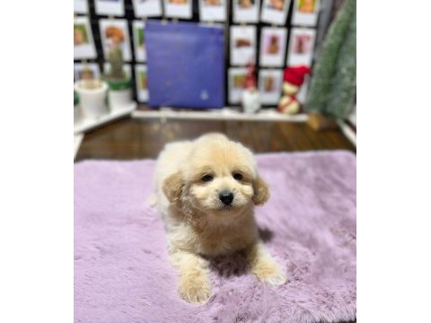 Mini maltipoo yavrularımız