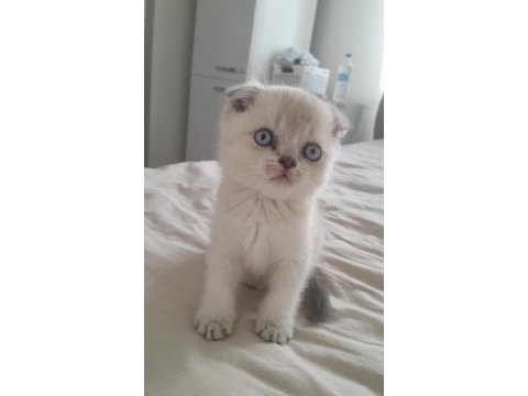 Scottish fold kedisi