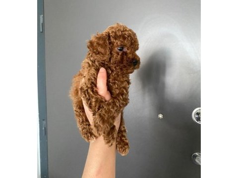 Kore toy poodle