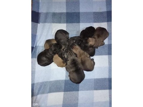 Anne tiger baba siyah 7 adet yavru cane corso