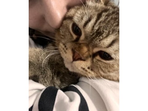 5 aylık erkek british shorthair
